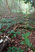 EPIPACTIS HELLEBORINE; BRITISH NATIVE BROAD-LEAVED HELLEBORINE ORCHID