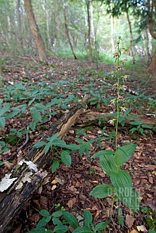 EPIPACTIS_HELLEBORINE_BRITISH_NATIVE_BROADLEAVED_HELLEBORINE_ORCHID