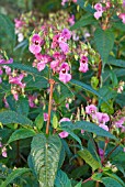 IMPATIENS GLANDULIFERA; HIMALAYAN BALSAM FLOWERS