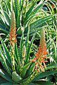 ALOE X SPINOSISSIMA