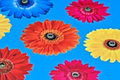 GERBERA FLOWER PATTERN WITH NECTAR FEEDING CENTRES FOR BUTTERFLIES