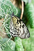 IDEA LEUCONOE; WHITE TREE NYMPH BUTTERFLY