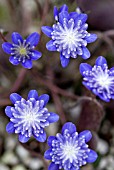 HEPATICA NOBILIS VAR. JAPONICA YAMAHIBIKI