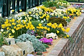 COLLECTION OF ALPINES IN ALPINE HOUSE