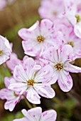 HEPATICA NOBILIS VAR. JAPONICA