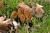 COPRINELLUS MICACEUS; MICA CAP FUNGI