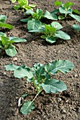 YOUNG BROCCOLI PLANT