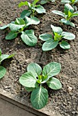 SMALL CABBAGE PLANTS