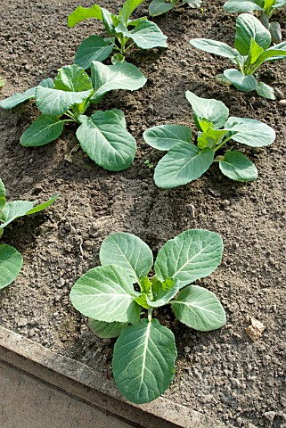 SMALL_CABBAGE_PLANTS