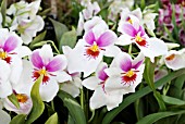 PINK AND WHITE MILTONIOPSIS ORCHID