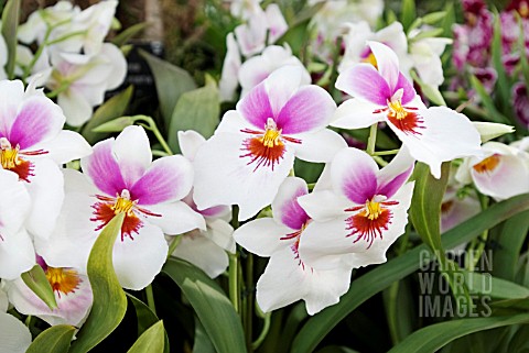 PINK_AND_WHITE_MILTONIOPSIS_ORCHID