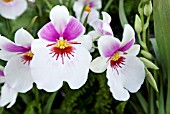 PINK AND WHITE MILTONIOPSIS ORCHID