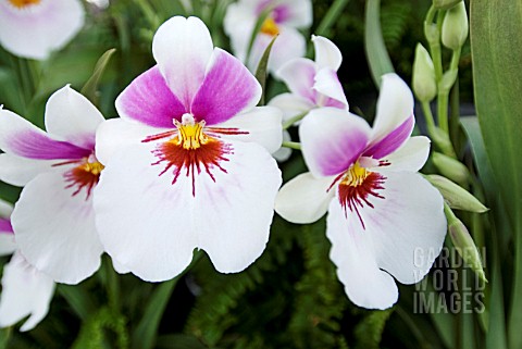 PINK_AND_WHITE_MILTONIOPSIS_ORCHID