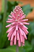 VELTHEIMIA BRACTEATA