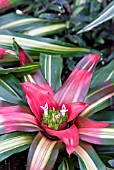 PURPLE AND WHITE FLOWERING BROMELIAD WITH RED AND GREEN LEAVES