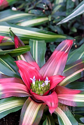 PURPLE_AND_WHITE_FLOWERING_BROMELIAD_WITH_RED_AND_GREEN_LEAVES