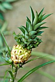 ANANAS LUCIDUS; PINEAPPLE PLANT