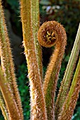 CYATHEA BROWNII; NORFOLK TREE FERN FROND