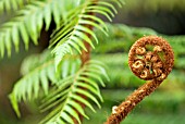 CYATHEA DEALBATA; SILVER TREE FERN FROND