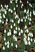 GALANTHUS NIVALIS