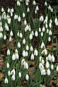 GALANTHUS NIVALIS