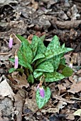 ERYTHRONIUM DENS CANIS