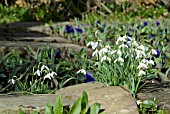 GALANTHUS NIVALIS; SNOWDROPS IN WALL LEDGE