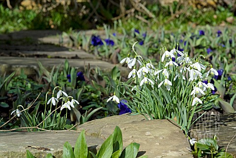 GALANTHUS_NIVALIS_SNOWDROPS_IN_WALL_LEDGE