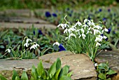 GALANTHUS NIVALIS; SNOWDROPS IN WALL LEDGE
