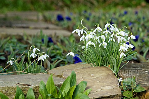 GALANTHUS_NIVALIS_SNOWDROPS_IN_WALL_LEDGE
