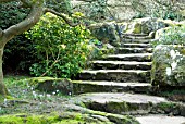 STONE STEPS WITH CROCUS