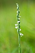 SPIRANTHES SPIRALIS; AUTUMN LADYS TRESSES