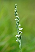 SPIRANTHES SPIRALIS; AUTUMN LADYS TRESSES