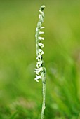 SPIRANTHES SPIRALIS; AUTUMN LADYS TRESSES