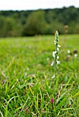 SPIRANTHES SPIRALIS; AUTUMN LADYS TRESSES