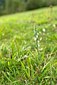 SPIRANTHES SPIRALIS; AUTUMN LADYS TRESSES