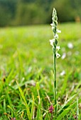 SPIRANTHES SPIRALIS; AUTUMN LADYS TRESSES