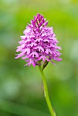 ANACAMPTIS PYRAMIDALIS