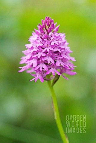 ANACAMPTIS_PYRAMIDALIS