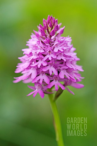 ANACAMPTIS_PYRAMIDALIS