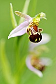 OPHRYS APIFERA