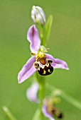 OPHRYS APIFERA