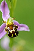 OPHRYS APIFERA