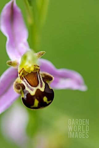 OPHRYS_APIFERA