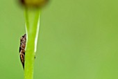 CRICKET ON ORCHID STEM