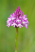 ANACAMPTIS PYRAMIDALIS