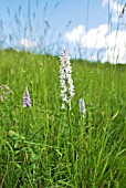 DACTYLORHIZA FUCHSII