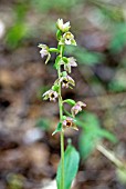 EPIPACTIS HELLEBORINE; BRITISH NATIVE BROAD-LEAVED HELLEBORINE ORCHID