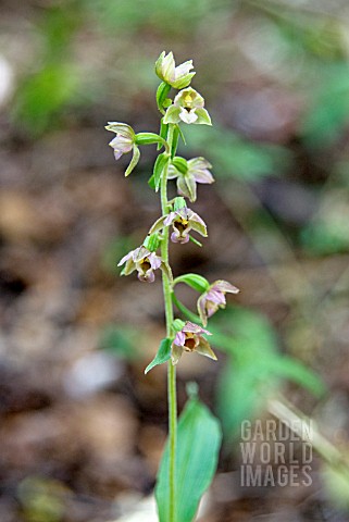 EPIPACTIS_HELLEBORINE_BRITISH_NATIVE_BROADLEAVED_HELLEBORINE_ORCHID