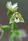 EPIPACTIS HELLEBORINE; BRITISH NATIVE BROAD-LEAVED HELLEBORINE ORCHID